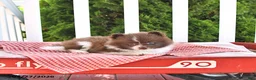 Pomeranian dogs for sale: Kade - Ad 4
