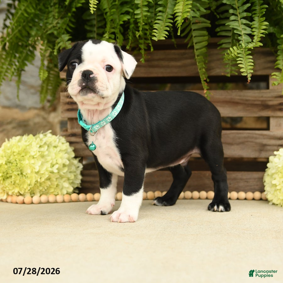 Boston Terrier dogs Tanner - Ad 1