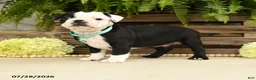 Boston Terrier dogs for sale: Tanner - Ad 1