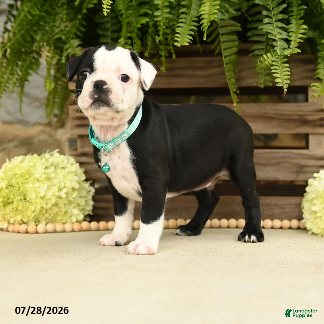 Boston Terrier dogs for sale: Tanner - Ad 1