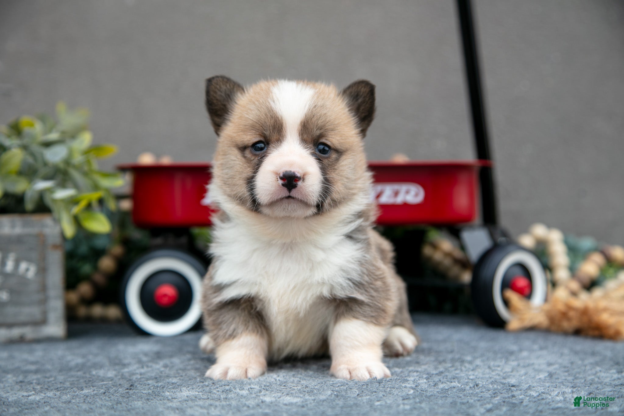 Welsh Corgi Pembroke dogs Star - Ad 27