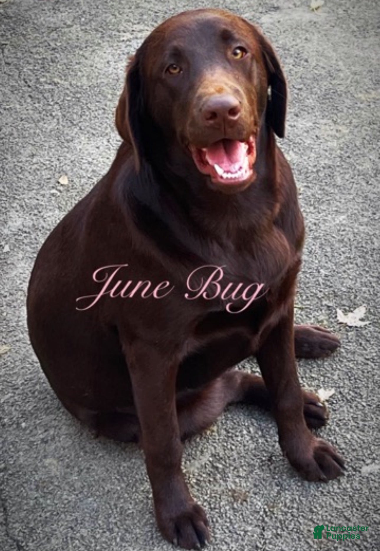 Labrador Retriever dogs Labrador Retriever Puppy 2 - Ad 2