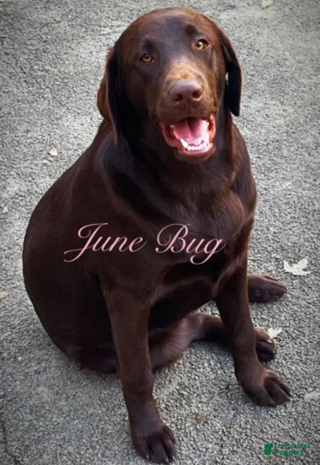 Labrador Retriever dogs for sale: Labrador Retriever Puppy 2 - Ad 2