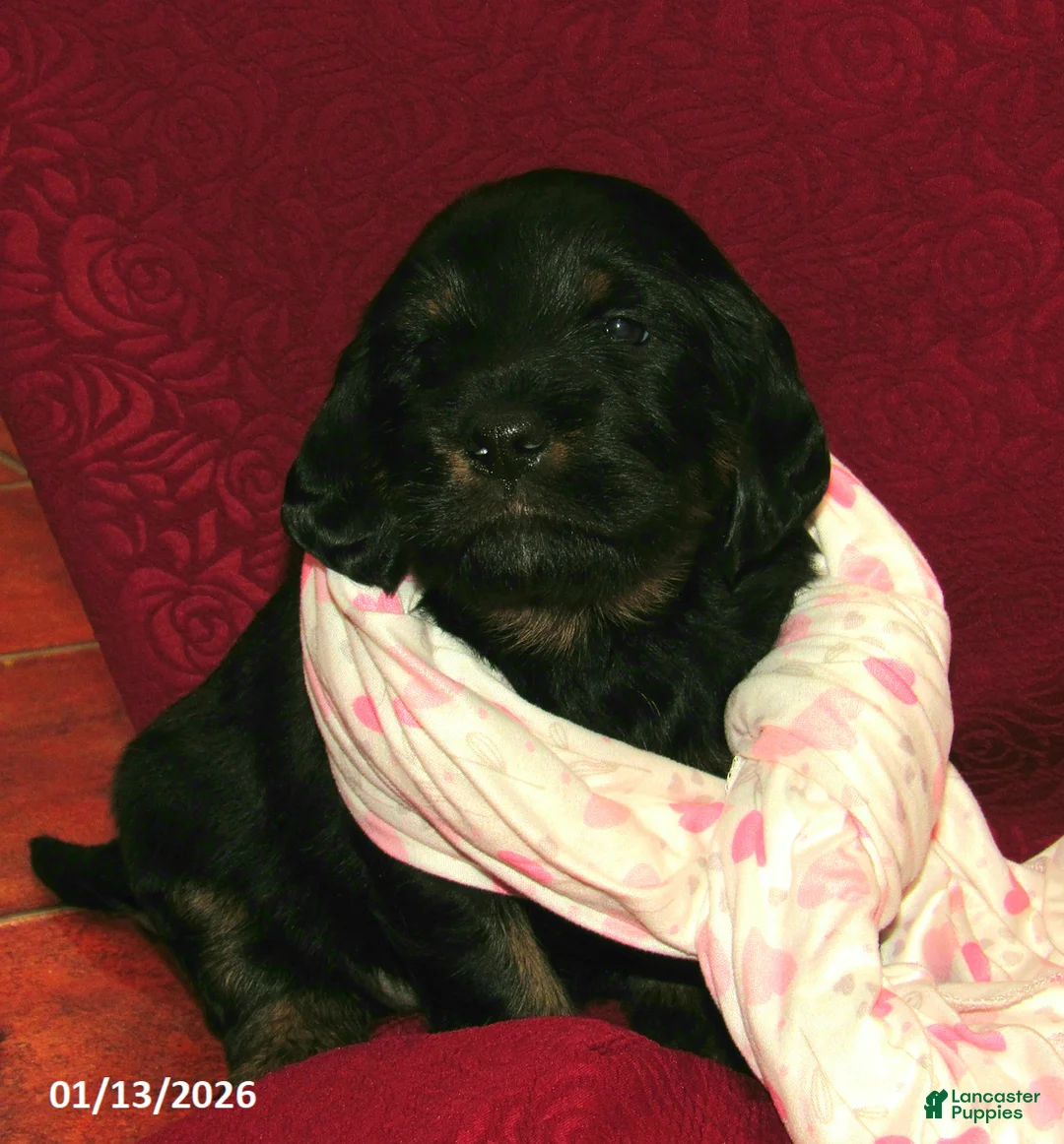 Labradoodle dogs for sale: Asher - Ad 15