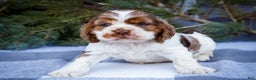 Cocker Spaniel dogs for sale: Cooper - Ad 8