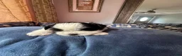 Shih Tzu dogs for sale: Shih Tzu 4 - Ad 7