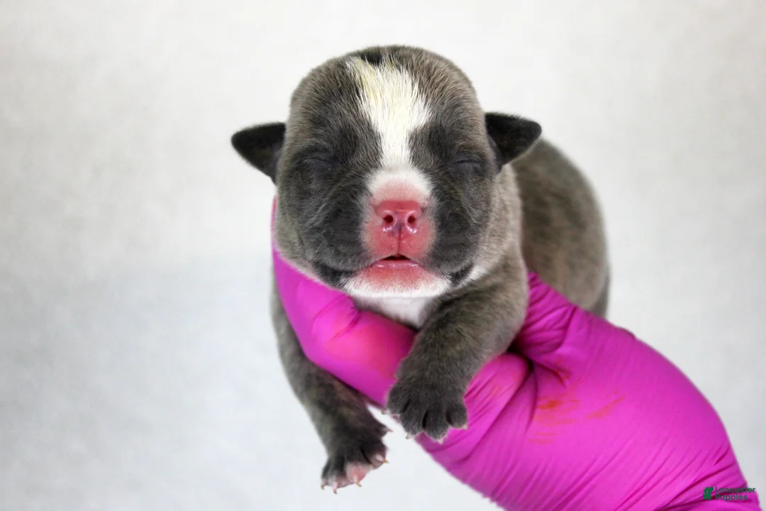 American Bully dogs for sale: Blue Brindle Male - Ad 1