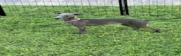 Italian Greyhound dogs for sale: Austin - Ad 10