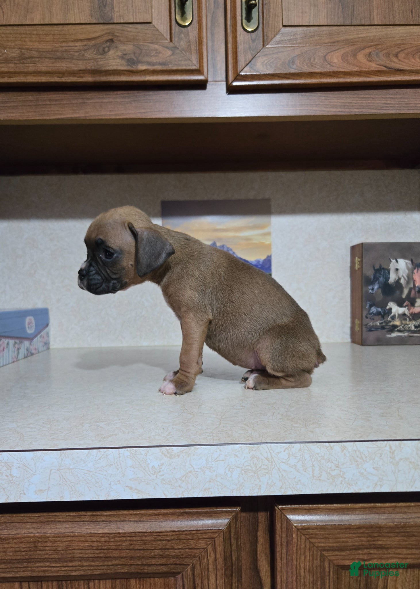 Boxer dogs Tootsie - Ad 2