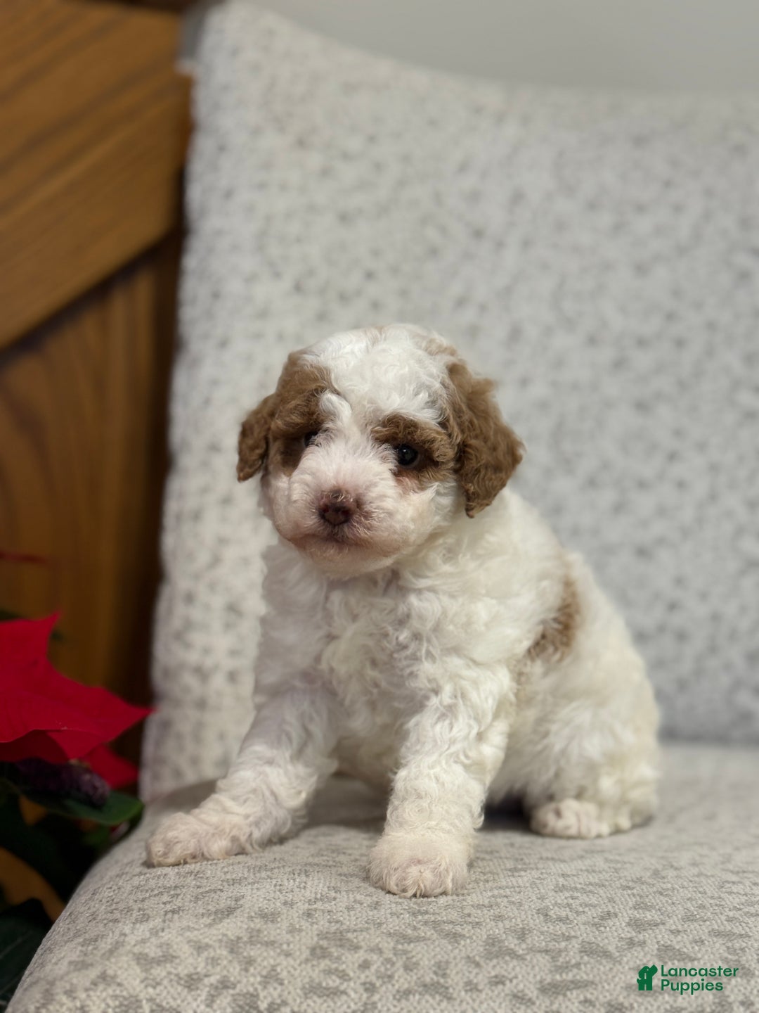 Miniature Poodle dogs for sale: Josie  - Ad 4