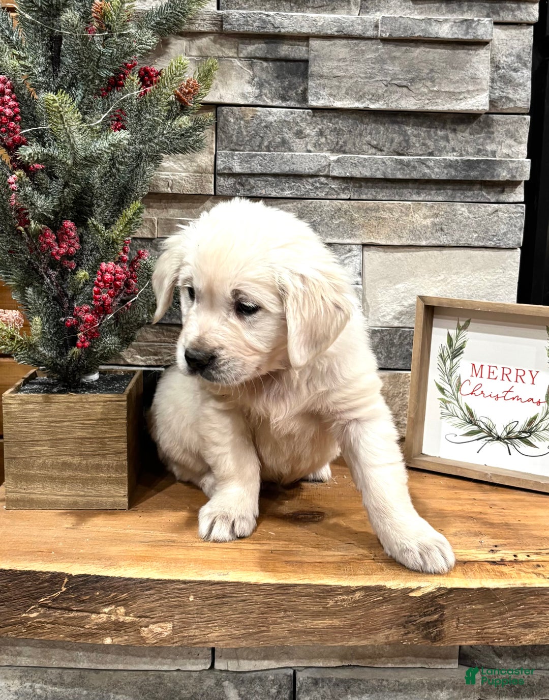 Golden Retriever dogs for sale: Max - Ad 2