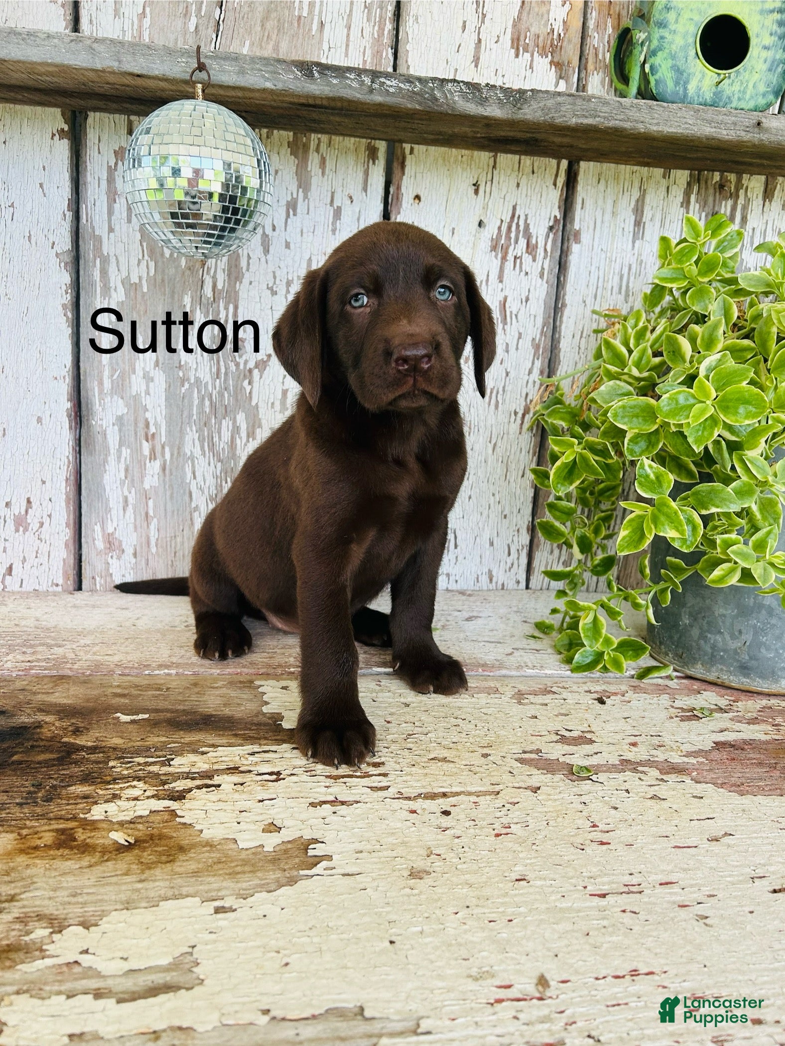 Labrador Retriever dogs Sutton - Ad 1