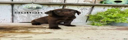 Labrador Retriever dogs for sale: Sutton - Ad 1
