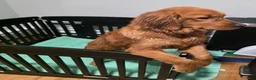 Golden Retriever dogs for sale: Golden Retriever 1 - Ad 5