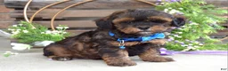 Shihpoo dogs for sale: Sterling  - Ad 7