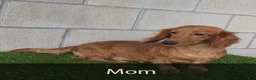 Miniature Dachshund dogs for sale: Sally - Ad 7