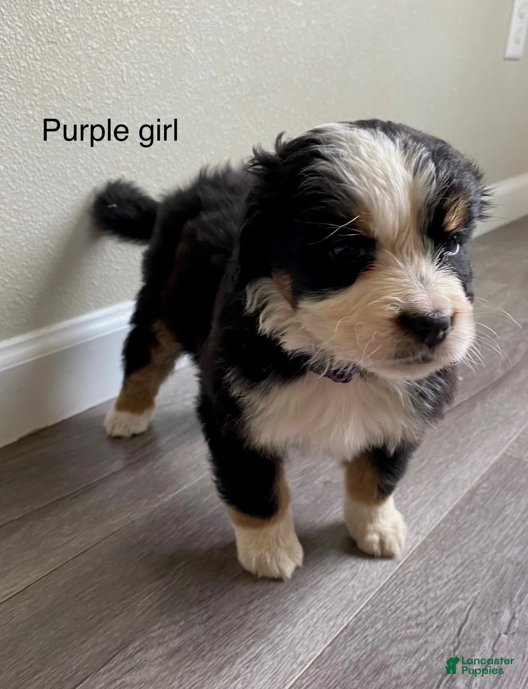 Bernedoodle dogs for sale: Purple - Female - Ad 2