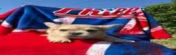 French Bulldog dogs for sale: Samson  - Ad 2