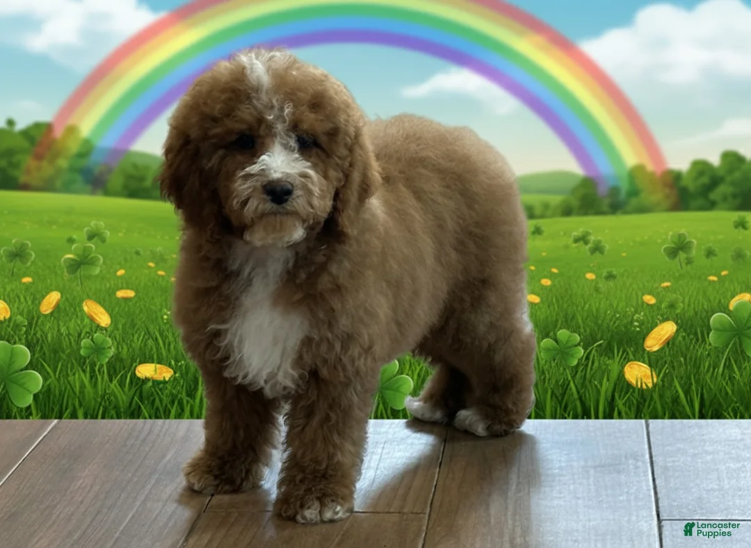 Cockapoo dogs for sale: Carter - Ad 1