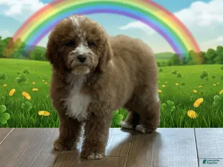 Cockapoo dogs for sale: Carter - Ad 1