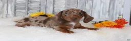 Dachshund dogs for sale: Oliver  - Ad 3