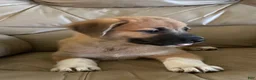 Mixed Breed dogs for sale: Sweetness $150 - Ad 13