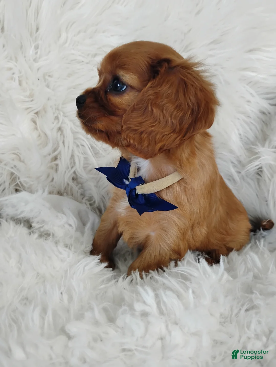 Cavalier King Charles Spaniel dogs for sale: Dash - Ad 2