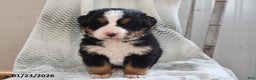 Bernese Mountain Dog dogs for sale: Oscar - Ad 3