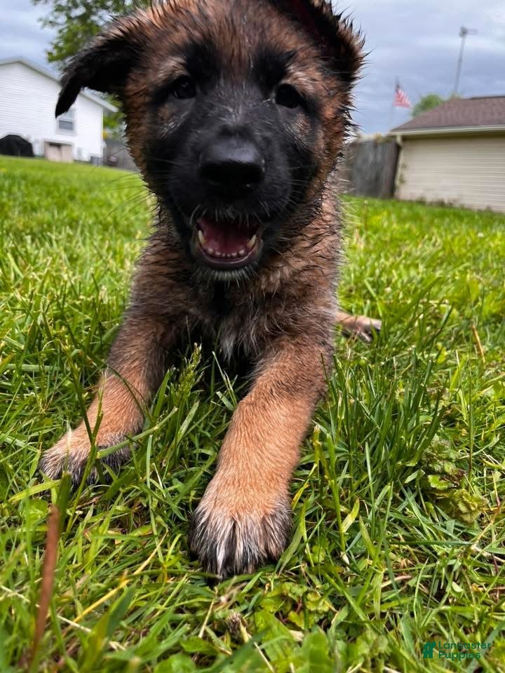 German Shepherd dogs Girl 1 - Ad 15