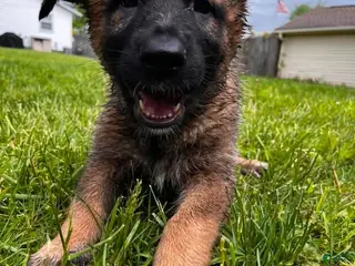 German Shepherd dogs Girl 1 - Ad 15