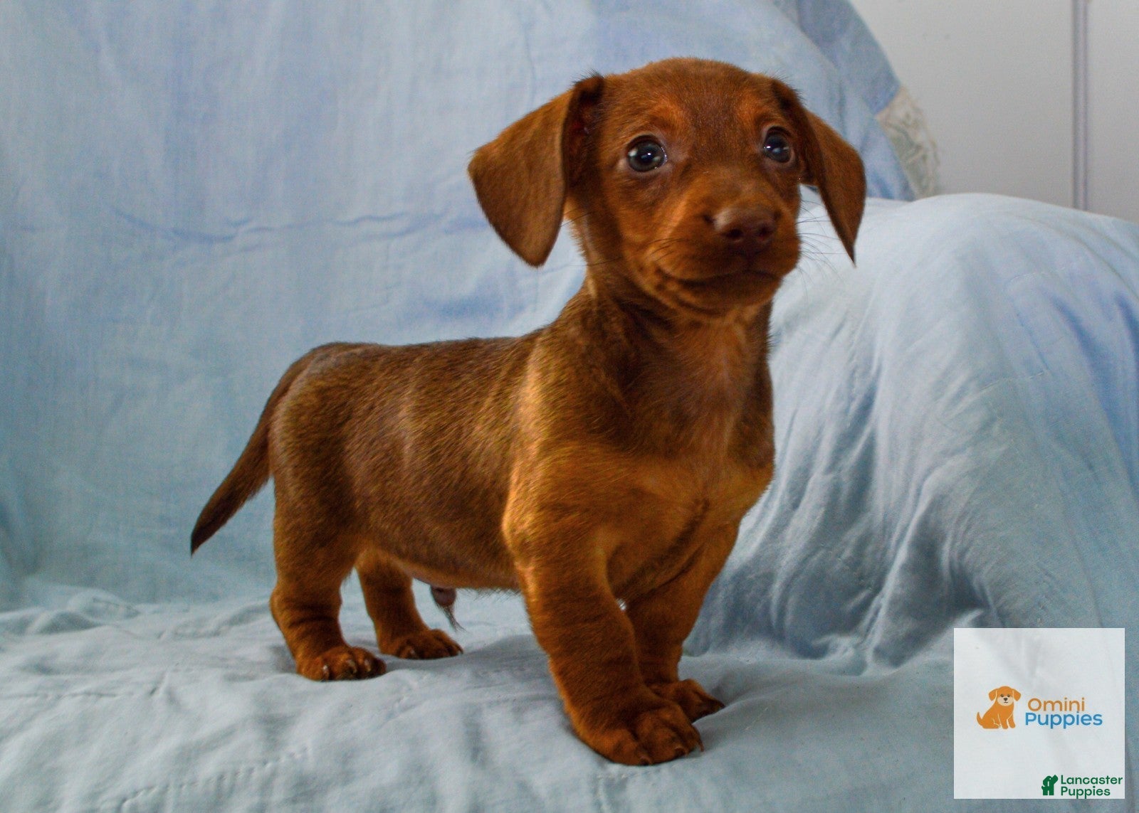 Dachshund dogs Mason - Ad 1