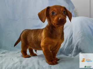 Dachshund dogs for sale: Mason - Ad 2