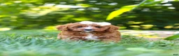Cavapoo dogs for sale: Sky - Ad 7