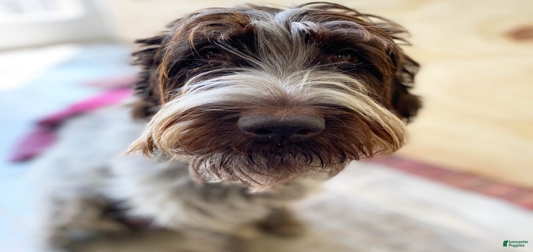 Gallery Image {{count}}