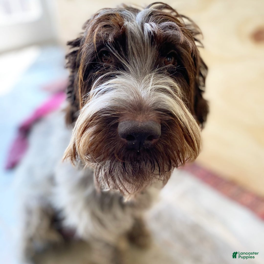 Gallery Image {{count}}