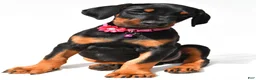 Doberman Pinscher dogs for sale: Buffy - Ad 7