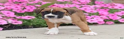 Boxer dogs for sale: Queenie - Ad 12