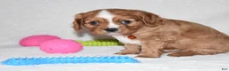 Cavalier King Charles Spaniel dogs for sale: Piper - Ad 8