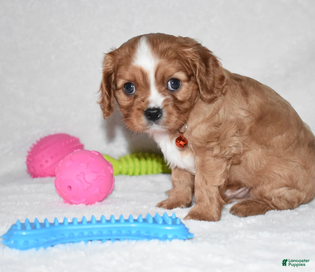Cavalier King Charles Spaniel dogs for sale: Piper - Ad 8
