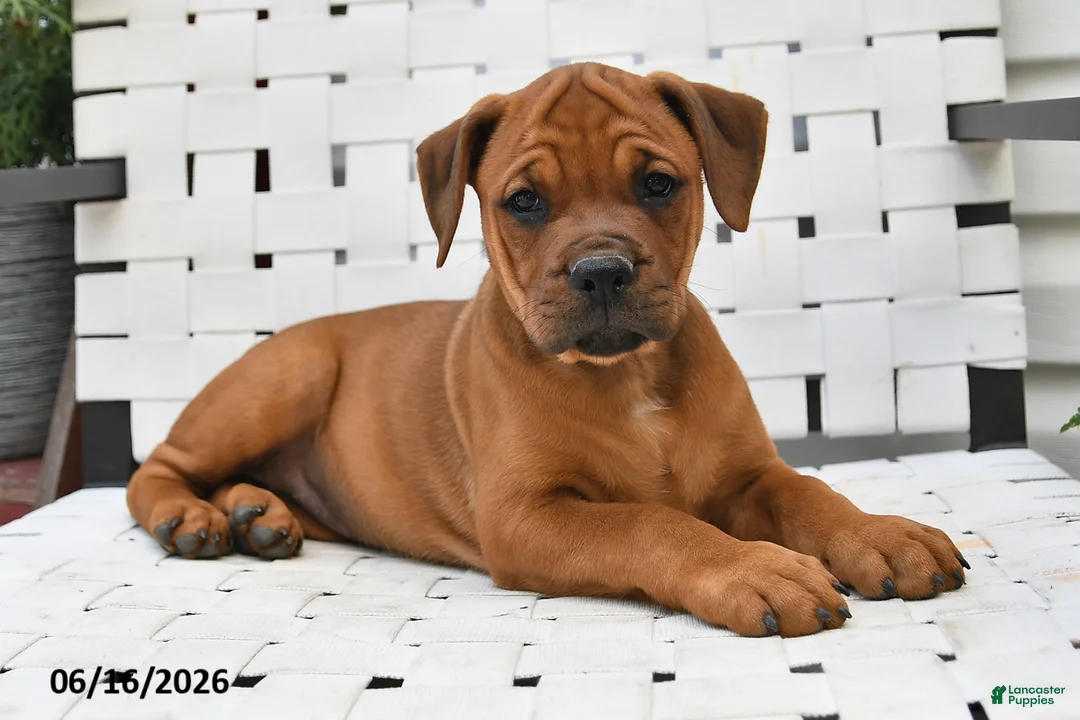 Mixed Breed dogs for sale: Mindy - Ad 2