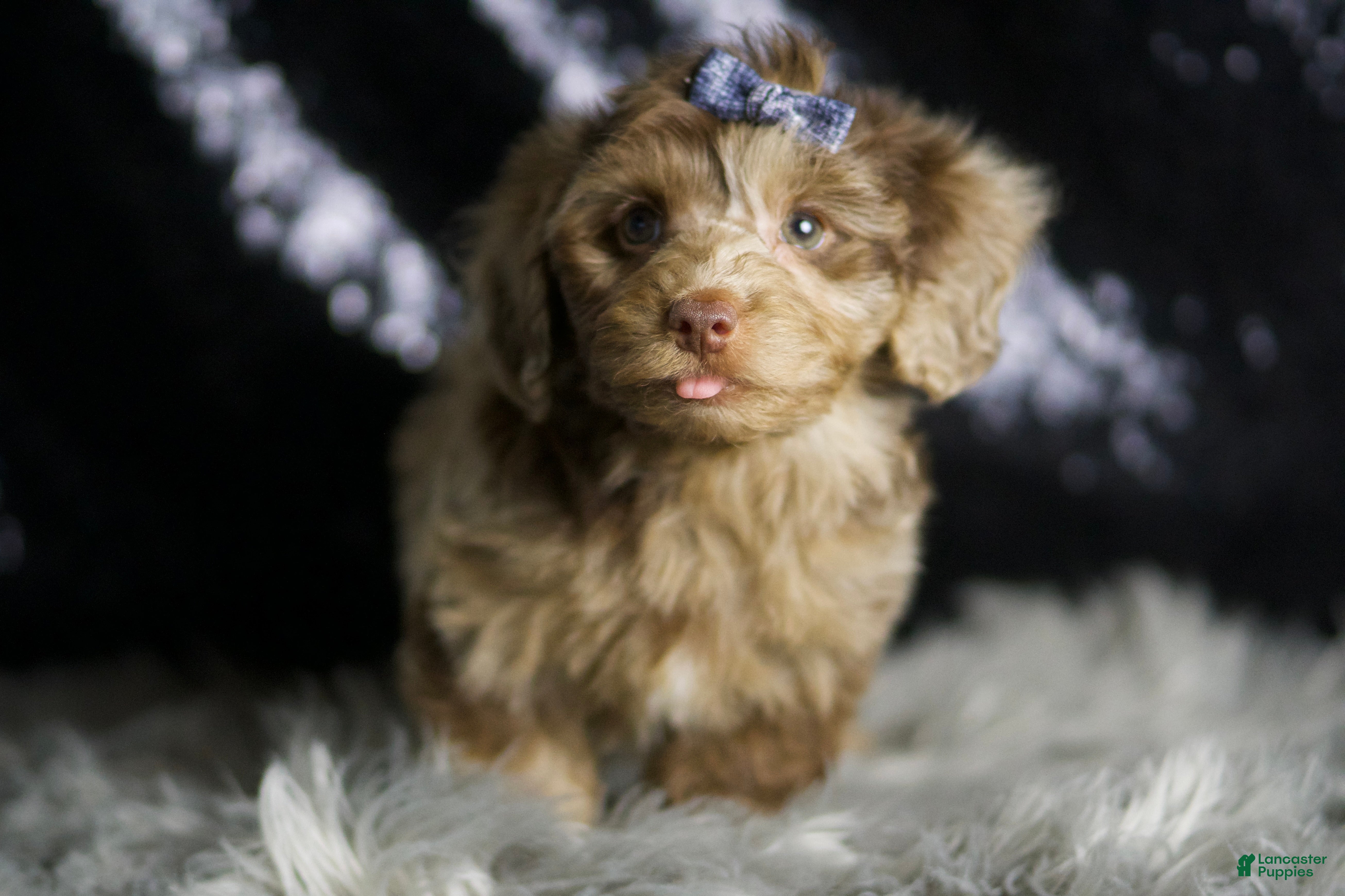 Yorkiepoo dogs Willy Wonka - Ad 37