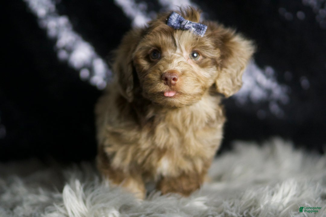 Yorkiepoo dogs for sale: Willy Wonka - Ad 1