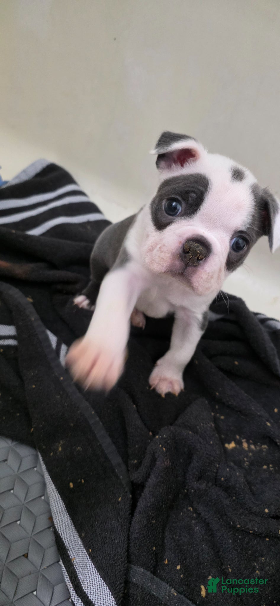 Boston Terrier dogs Blueberry  - Ad 1