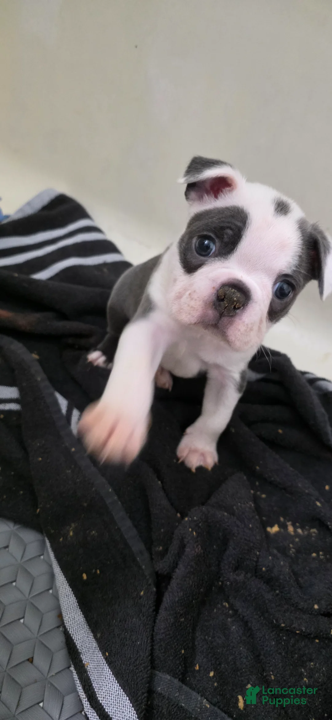 Boston Terrier dogs for sale: Blueberry  - Ad 1