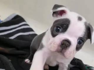 Boston Terrier dogs for sale: Blueberry - Ad 1