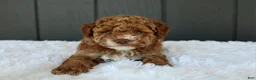 Miniature Poodle dogs for sale: AKC Archie - Ad 5