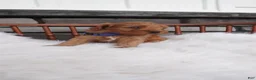Cavapoo dogs for sale: Rover  - Ad 7