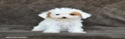 Toy Poodle dogs for sale: Sugar - Ad 1