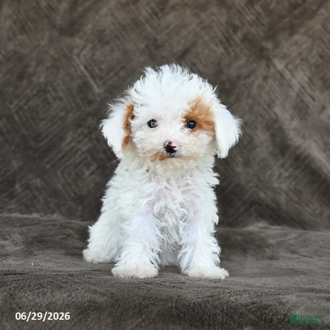Toy Poodle dogs for sale: Sugar - Ad 1