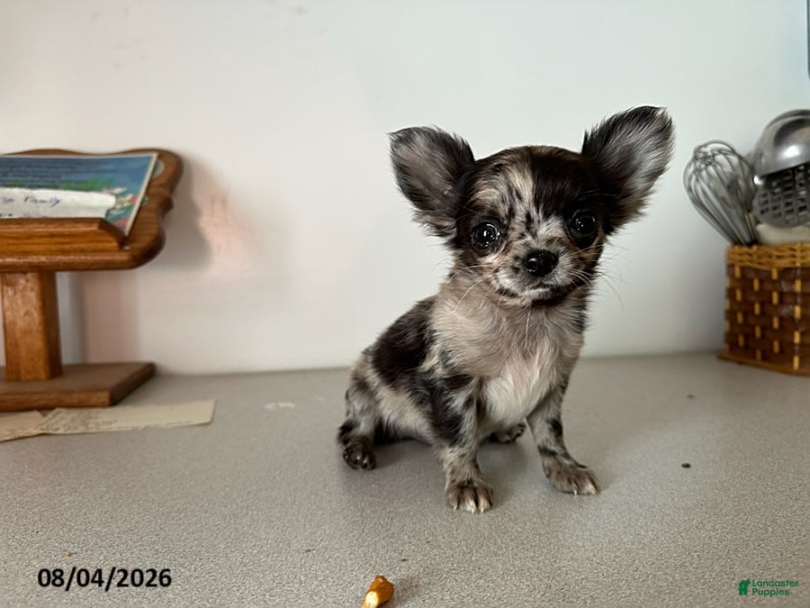 Chihuahua dogs for sale: Dexter - Ad 3